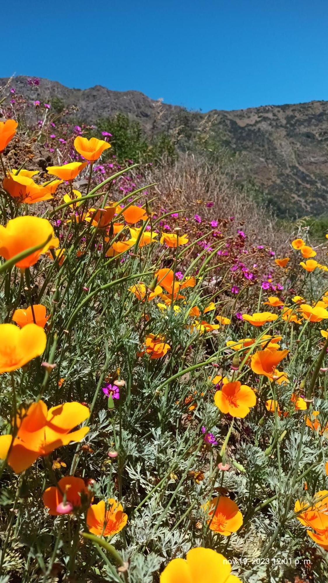 Hostal Los Penones Сан-Альфонсо Экстерьер фото